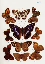 Verschiedene Arten von Schmetterlingen, Illustration aus dem Buch Schmetterlinge, Motten und andere Insekten und Kreaturen des Landlebens, veröffentlicht 1927